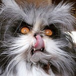 Gatos muestran su peor cara, algunas incluso llegan a dar miedo