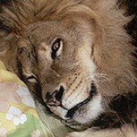 ¿Cómo es vivir con un león dentro de la casa? Fotos de la extrema experiencia de Melanie Griffith, en los 70′