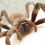 ¿La araña más grande del mundo? La escalofriante foto asusta a las redes sociales