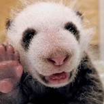 20 fotos de pandas bebé que llevan la ternura al siguiente nivel y vas a querer compartir