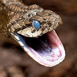 Peligro mortal a centímetros de la cuna de un bebé: ¿Puedes encontrarlo en la foto?