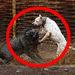 Salvajismo en su nivel más extremo: Fotos de las peleas a muerte de perros y jabalíes