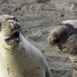 Concurso de los animales más graciosos del 2017: Mira las fotos de los finalistas
