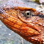 Fotos de las sorprendentes especies descubiertas en el Mekong: El “lagarto cocodrilo” y más