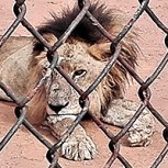 Fotos desgarradoras de los animales de zoológicos en Venezuela: Se mueren de hambre
