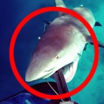 Fotos: Estos son los ataques de tiburones más brutales que se pueden ver en internet