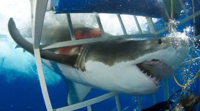 Fotos Estos son los ataques de tiburones más brutales que