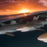 Estas 24 fotos extraordinarias revelan los secretos que se esconden bajo el mar