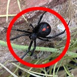 Estas horripilantes fotos prueban que no existe un lugar en el que puedas estar a salvo de las arañas