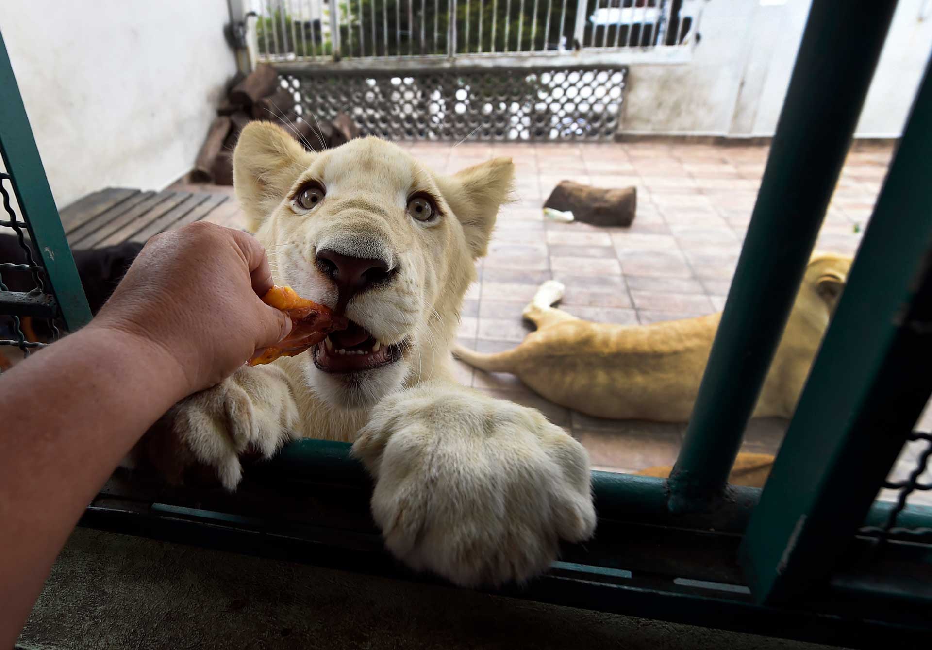 Leones causan pánico en México: Viven en la azotea de una familia en medio  de la ciudad - Guioteca