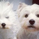 ¿Cuál es el peluche y cuál es la mascota? Estas fotos te harán dudar seriamente