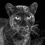 Revelan que fotos virales del “primer leopardo negro visto en África en 100 años” fueron un completo engaño