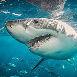 Foto: Encuentran gigantesca cabeza de tiburón que pesó alrededor de 100 kilos