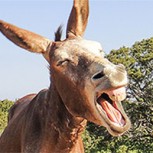 Fotos: Burro se desploma por sobrecarga y usuarios reaccionan con furia en las redes sociales
