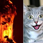 Fotos: Científico chileno llena de risas y aplausos las redes tras definir a volcanes con imágenes de gatos