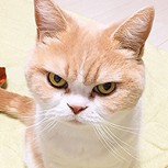 Gato “ahorcaba” a su dueño por las noches: Fotos con una cámara delataron al felino