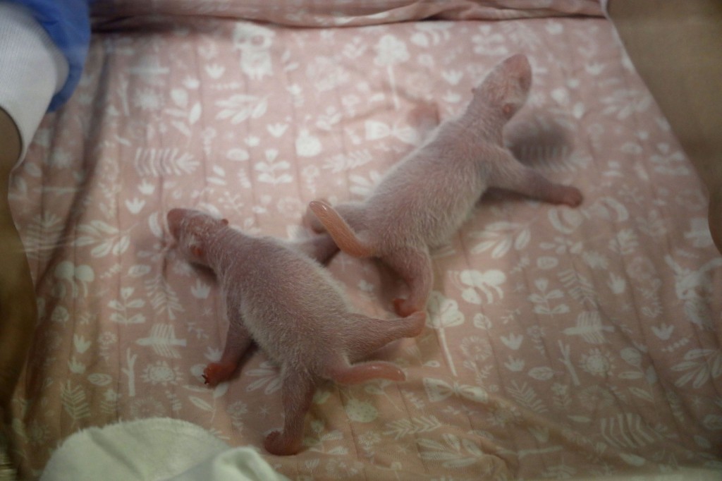 pandas-recien-nacidos1