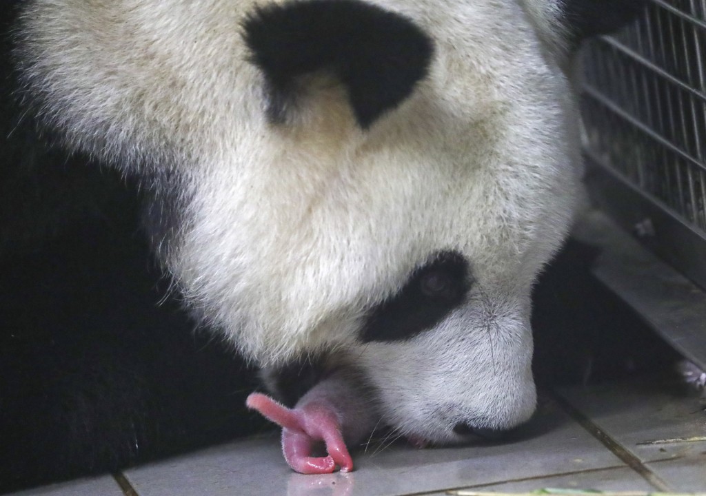 pandas-recien-nacidos2