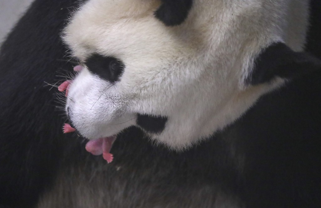 pandas-recien-nacidos4