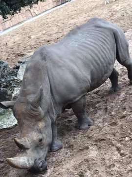 rinoceronte-maltrato