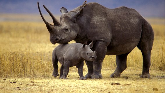 rinoceronte-maltrato2