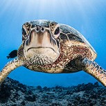 Fotos que deberían darnos vergüenza: Tortuga marina en peligro de extinción es captada alimentándose de desechos