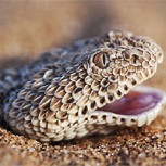 Desafío sólo para los más observadores: ¿Cuántos de estos 12 animales camuflados puedes distinguir en las fotos?