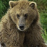 Pescadores acechados a metros por un oso, nunca se dieron cuenta: Fotos revelaron peligrosa situación
