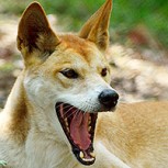 Dingo cachorro casi extinto cae “del cielo” en el patio de una mujer: Sus fotos son virales