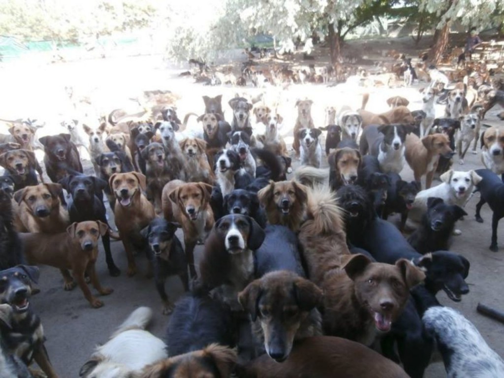 perros-750-11