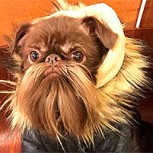 Fotos de Nuts, el perro con la barba perfecta que muchos hombres envidian
