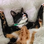 Fotos muestran las posiciones más extrañas que los gatos pueden usar para dormir