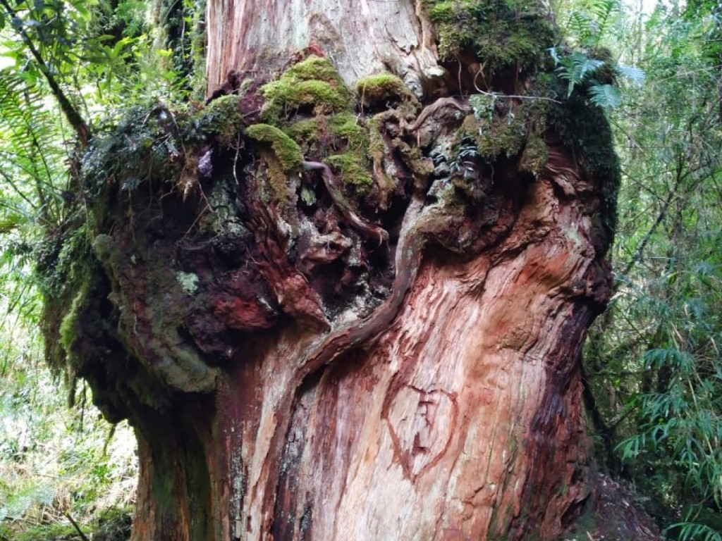 parque-pumalin-tallado
