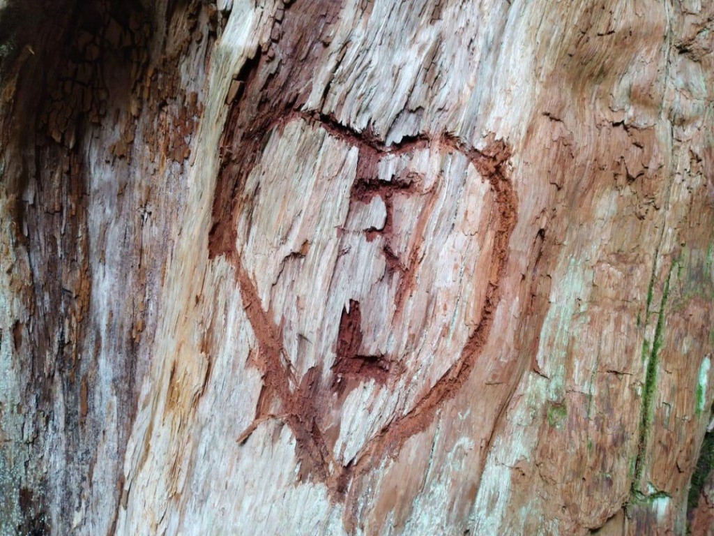 parque-pumalin-tallado1