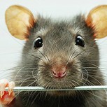 Foto del “Rey de las ratas”: Encuentran rarísimo ejemplar vivo de este fenómeno