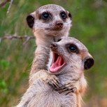 Concurso seleccionó las fotos más divertidas de estos “feroces” animales salvajes 