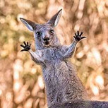 Comedy Wildlife Awards 2023: Las fotos más cómicas entre las finalistas