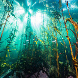 Chilenos obtienen tercer lugar en Mundial de Fotografía Submarina: Esta fue la imagen con la que compitieron