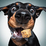 Fotos de perros justo antes de comer: El divertido proyecto viral de un fotógrafo