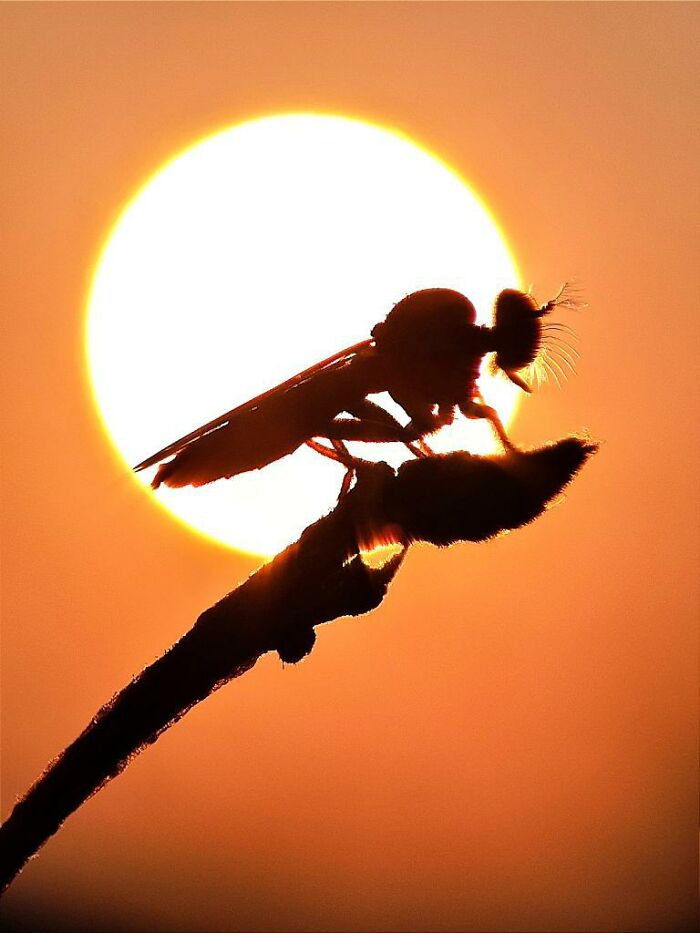 Fotos del sol retratado como verdaderas obras de arte gracias a ...