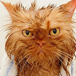 Fotos de gatos: Las imágenes más entretenidas que se han visto en el último tiempo