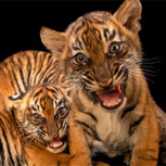 Fotos de animales bebés muestran su lado más tierno y conmovedor