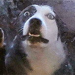 Fotos graciosas de animales: Sin quererlo, posaron de la forma más incómoda posible