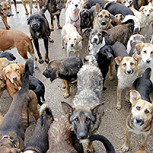 El perro más feo del 2025: Mira las fotos de “Petunia”