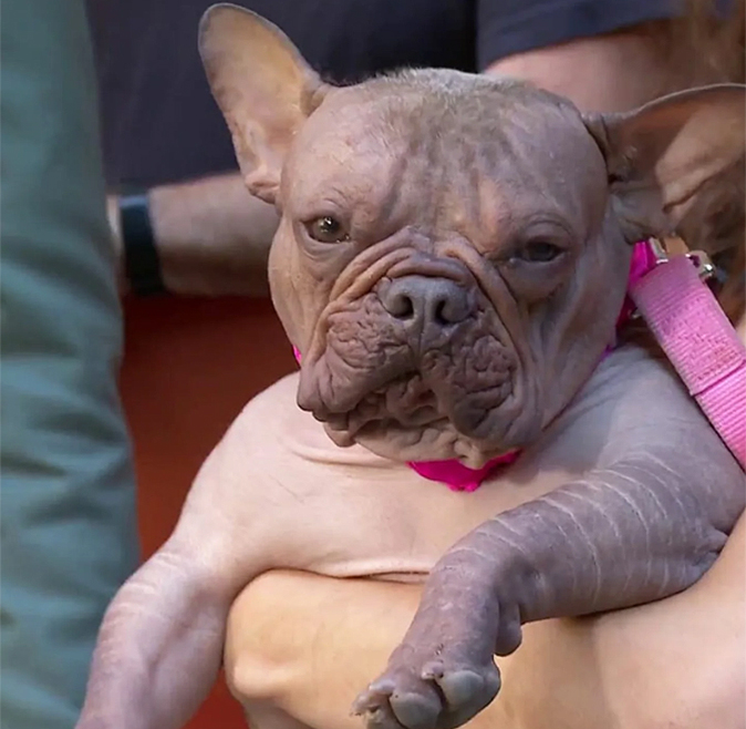 Petunia posing for a portrait