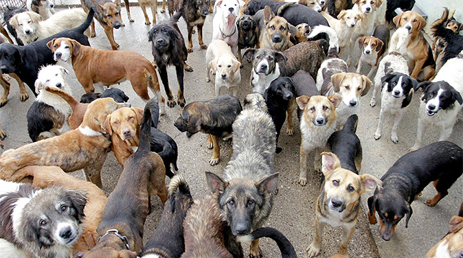 Title: Petunia Wins ,000: The Ugliest Dog of 2025 Title: Petunia Wins ,000: The Ugliest Dog of 2025