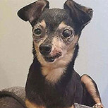 Fotos de perritos adoptados que vivieron un “antes y después” en sus vidas