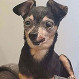 Fotos de perritos adoptados que vivieron un “antes y después” en sus vidas