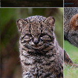 Fotógrafo rescata la fauna de Chiloé y se vuelve viral: Del pudú albino al gato güiña