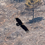 Incendios en España: Fotos de la impresionante devastación que han dejado las llamas